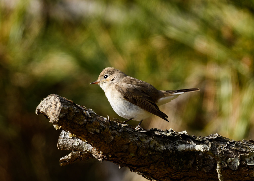 ニシオジロビタキ / Red-breasted Flycatcher