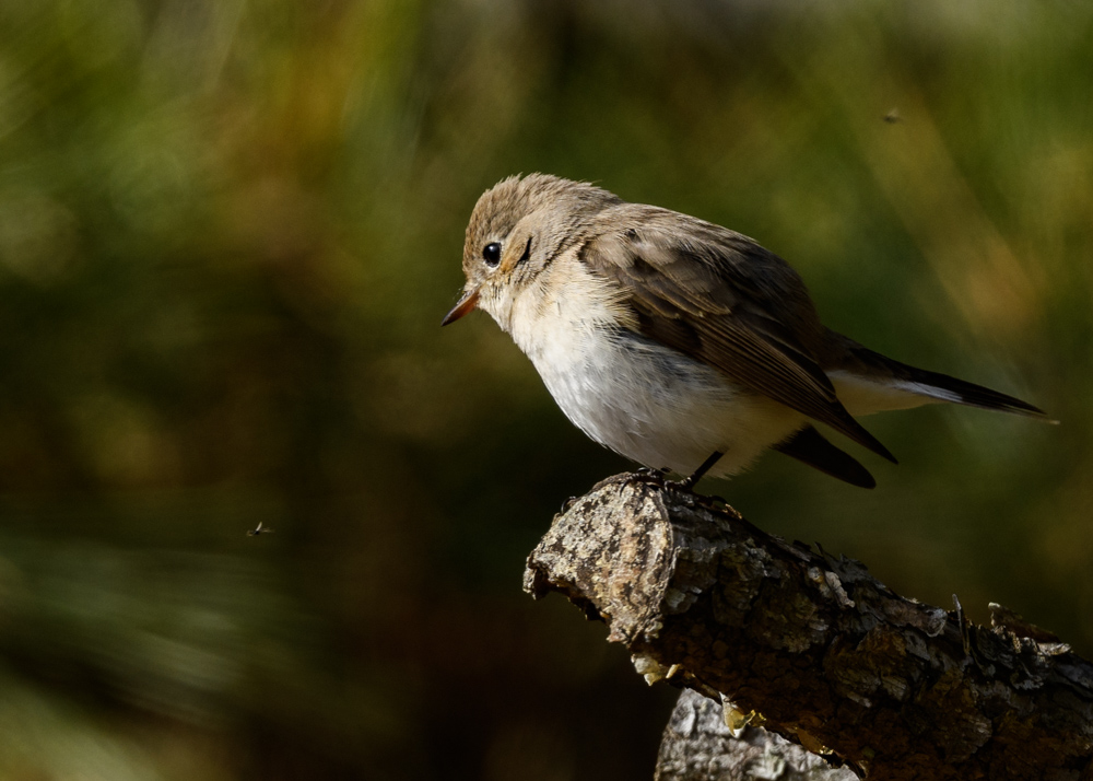 ニシオジロビタキ / Red-breasted Flycatcher