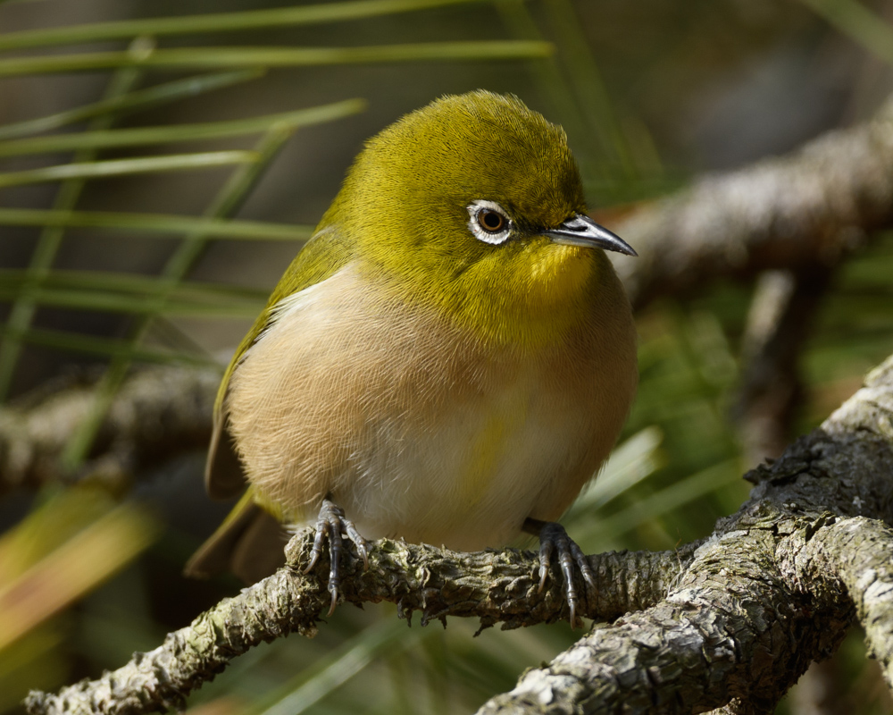 メジロ / Japanese White-eye