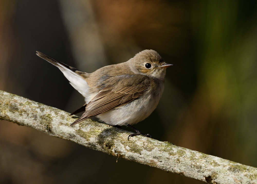 ニシオジロビタキ / Red-breasted Flycatcher