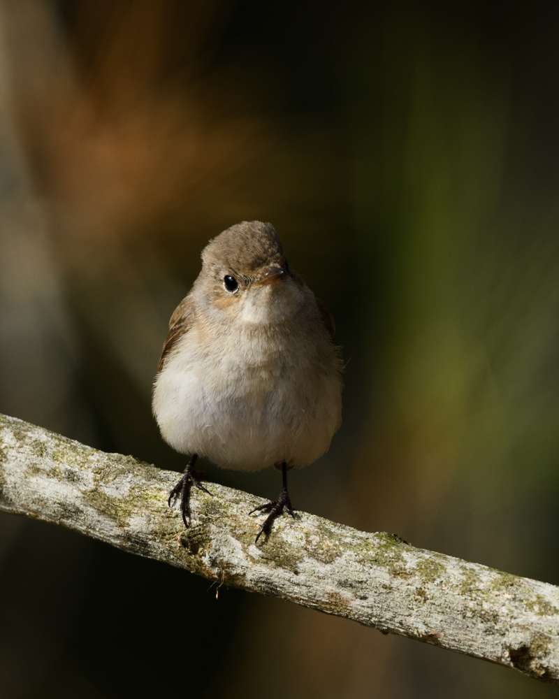 ニシオジロビタキ / Red-breasted Flycatcher