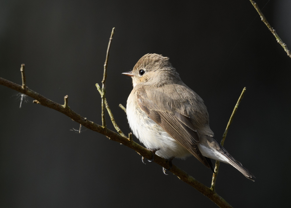 ニシオジロビタキ / Red-breasted Flycatcher