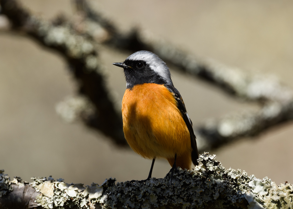 ジョウビタキ / Daurian Redstart