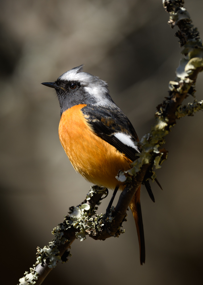 ジョウビタキ / Daurian Redstart