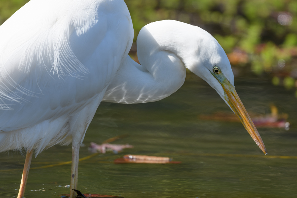 ダイサギ / Great Egret