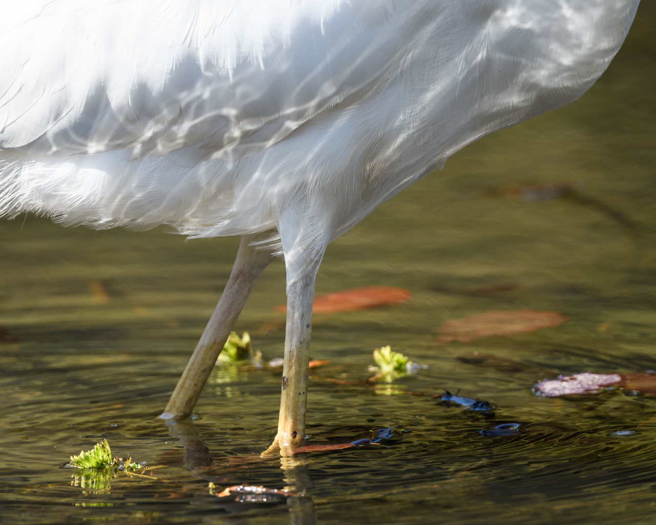池を歩くダイサギの足元。ゆらめく水が光を反射する。 The feet of a great egret walking in a pond. The shimmering water reflects the light.