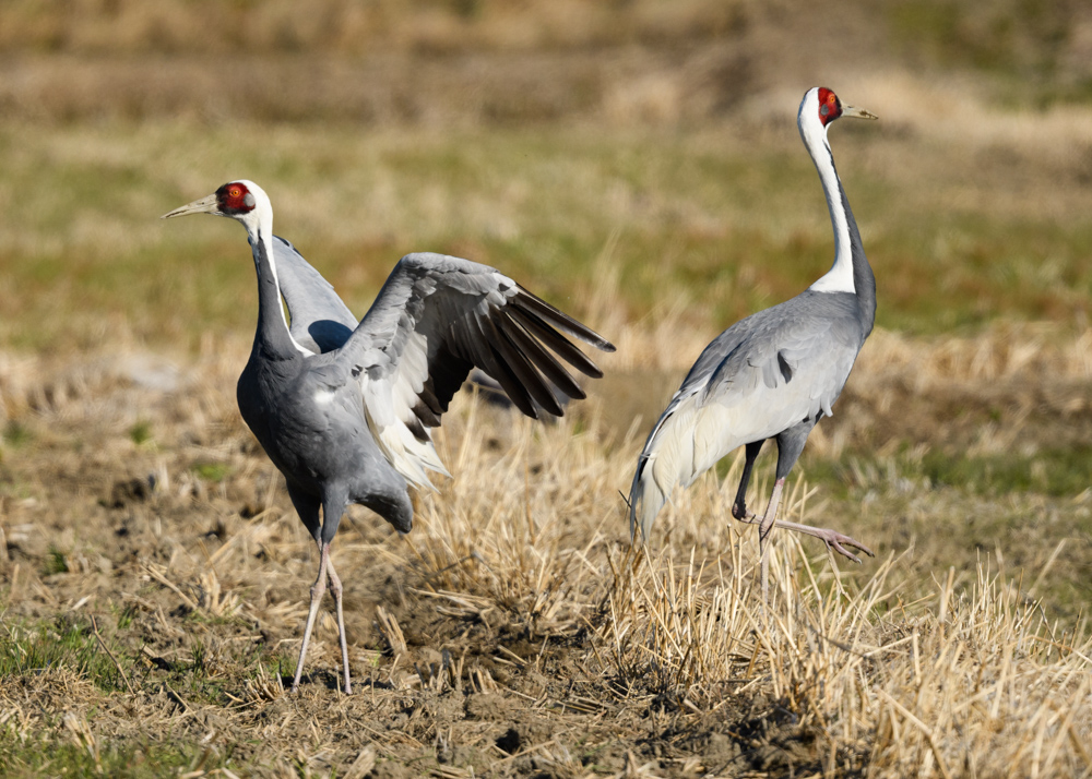 マナヅル / White-necked Crane