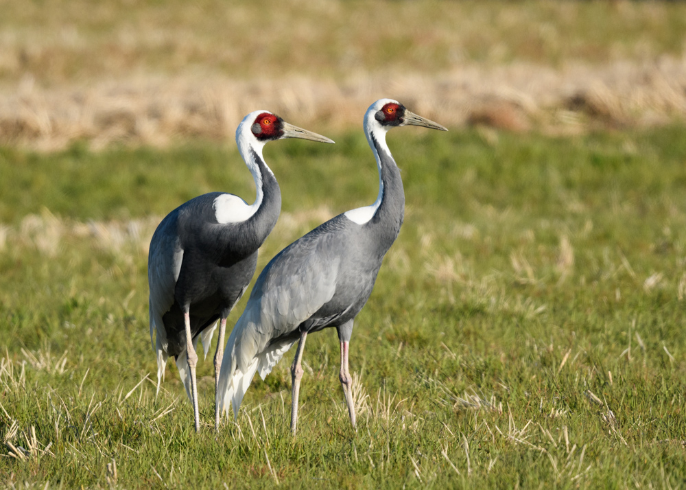 マナヅル / White-necked Crane