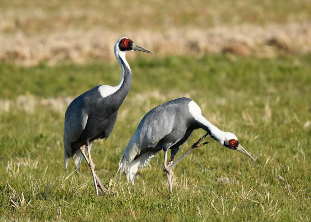 マナヅル / White-necked Crane