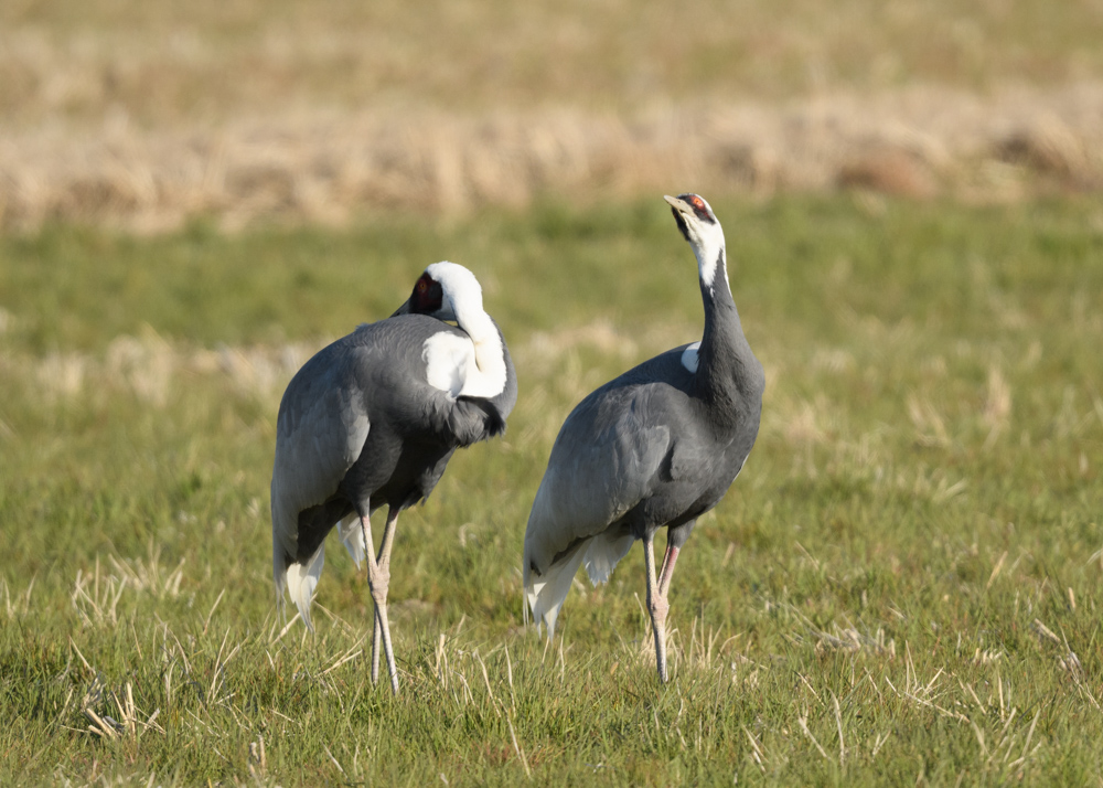 マナヅル / White-necked Crane