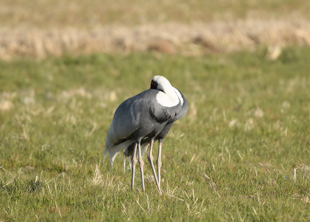 マナヅル / White-necked Crane