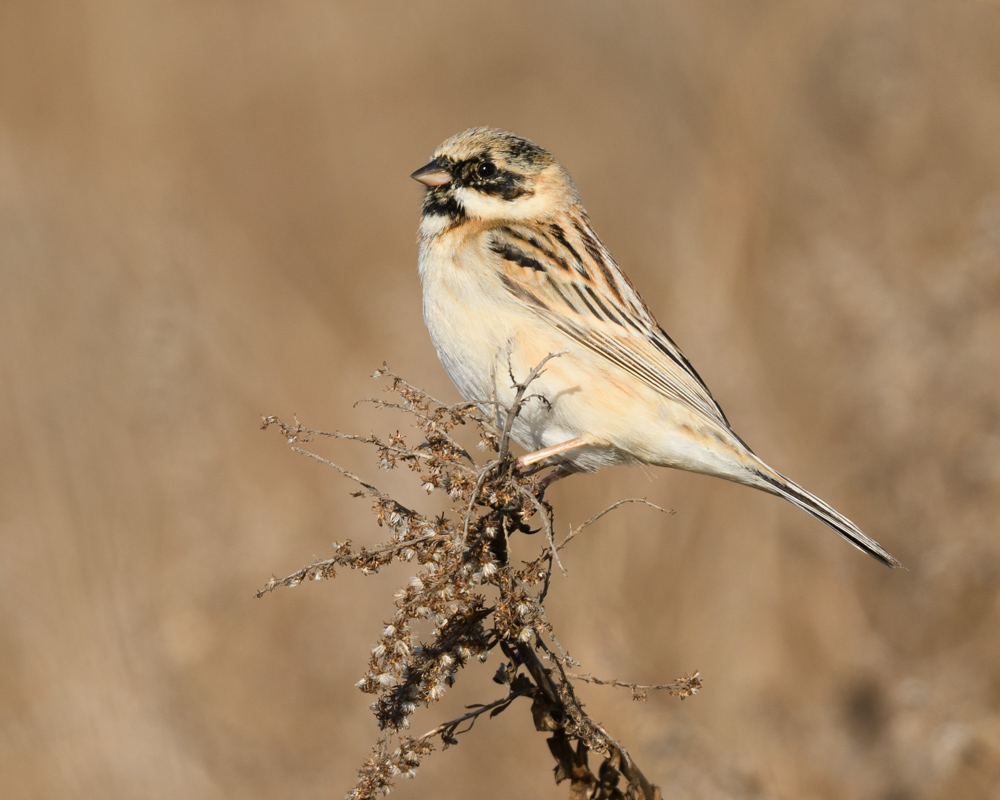 シベリアジュリン Pallas's Reed Bunting