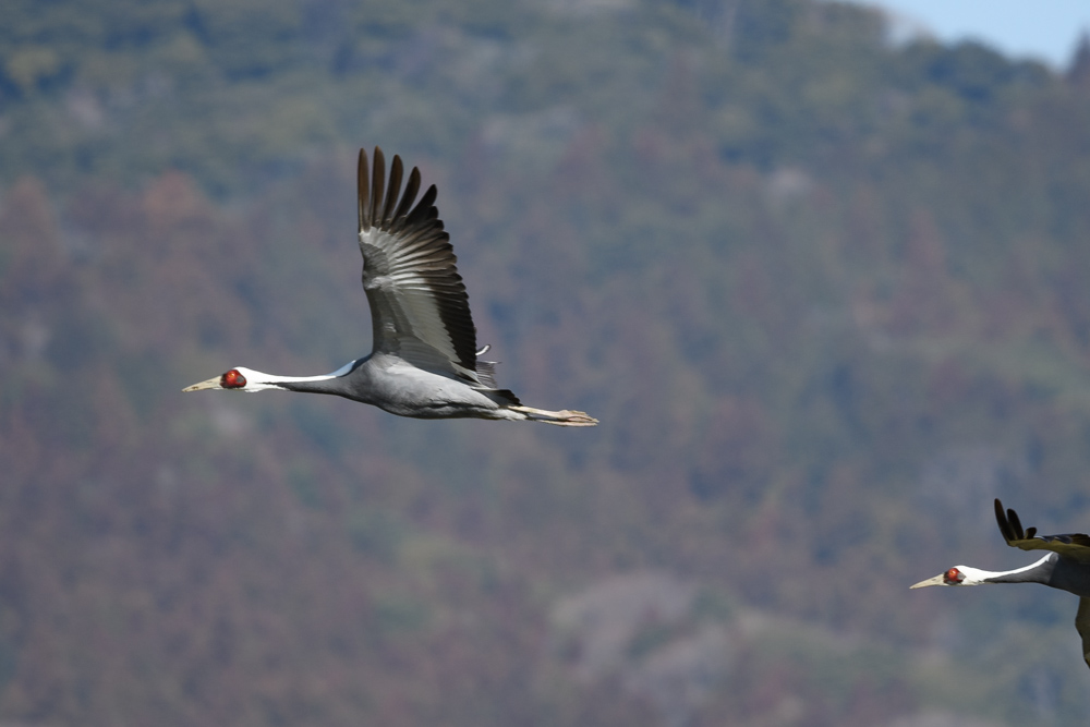 飛ぶマナヅル / Flying White-necked Crane