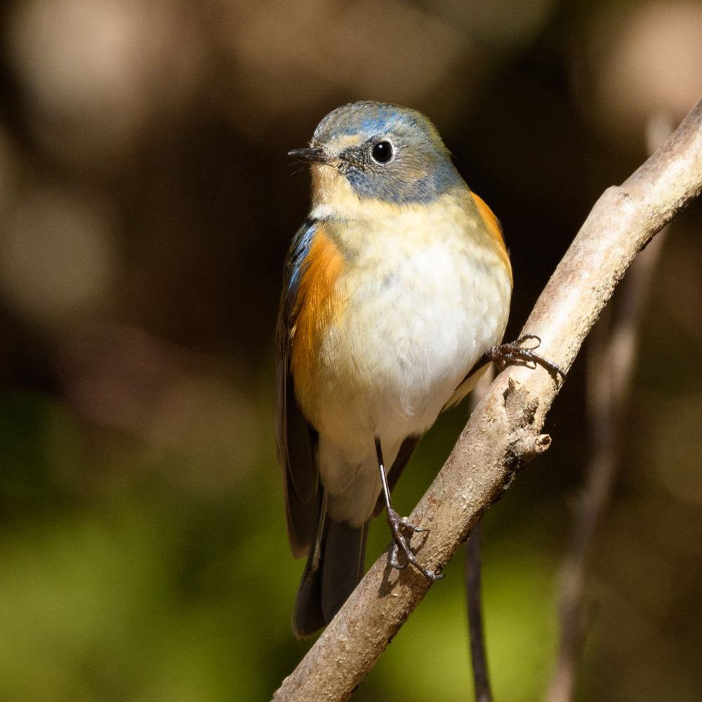 ルリビタキ / Red Flanked Bluetail