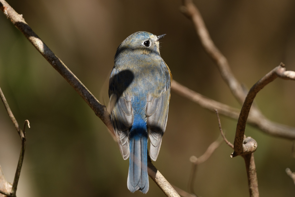 ルリビタキ / Red Flanked Bluetail