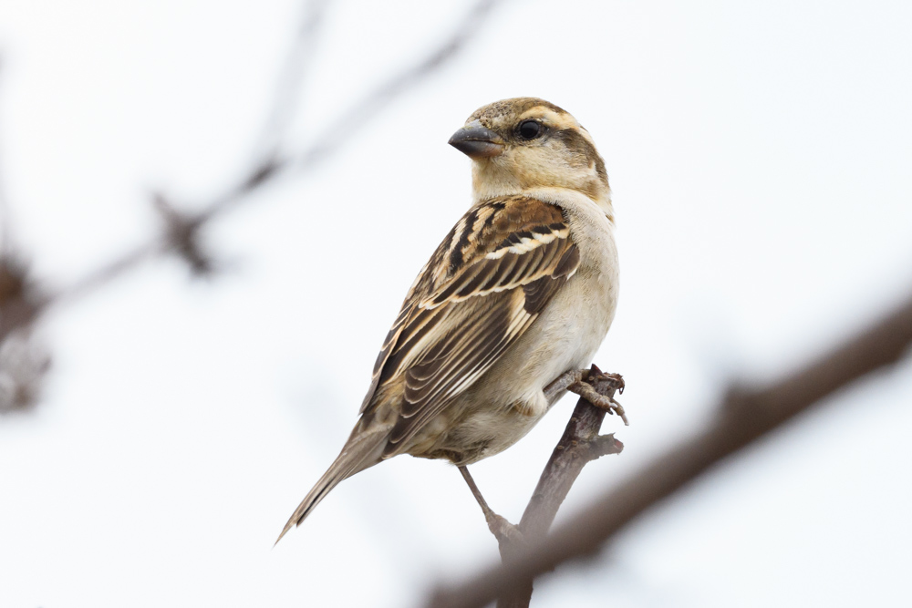 ニュウナイスズメ Cinnamon Sparrow