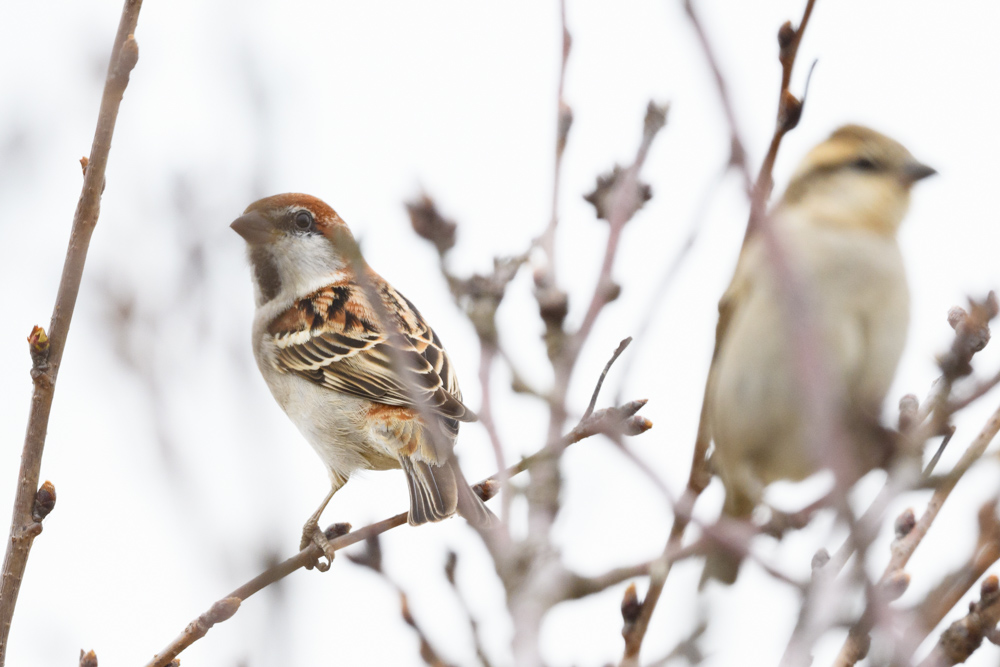 ニュウナイスズメ Cinnamon Sparrow