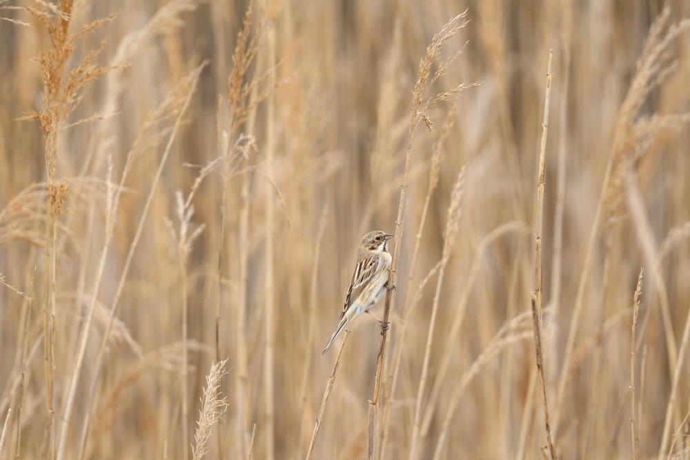 シベリアジュリン Pallas's Reed Bunting