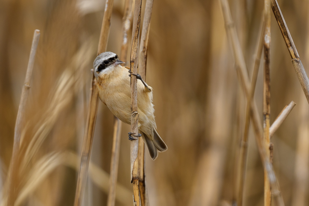 ツリスガラ European Penduline Tit