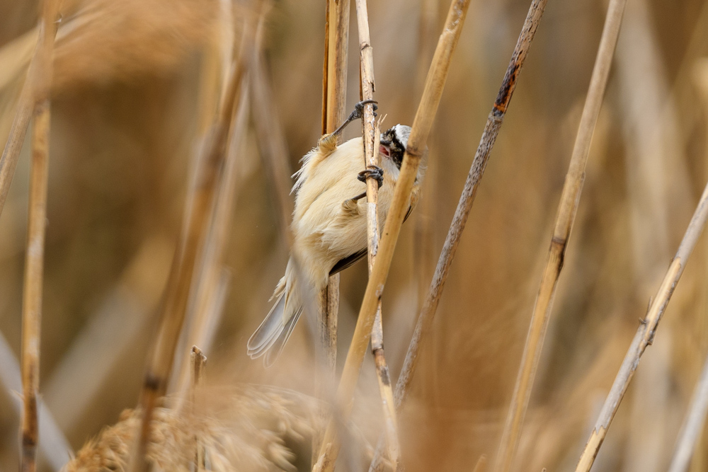 ツリスガラ European Penduline Tit