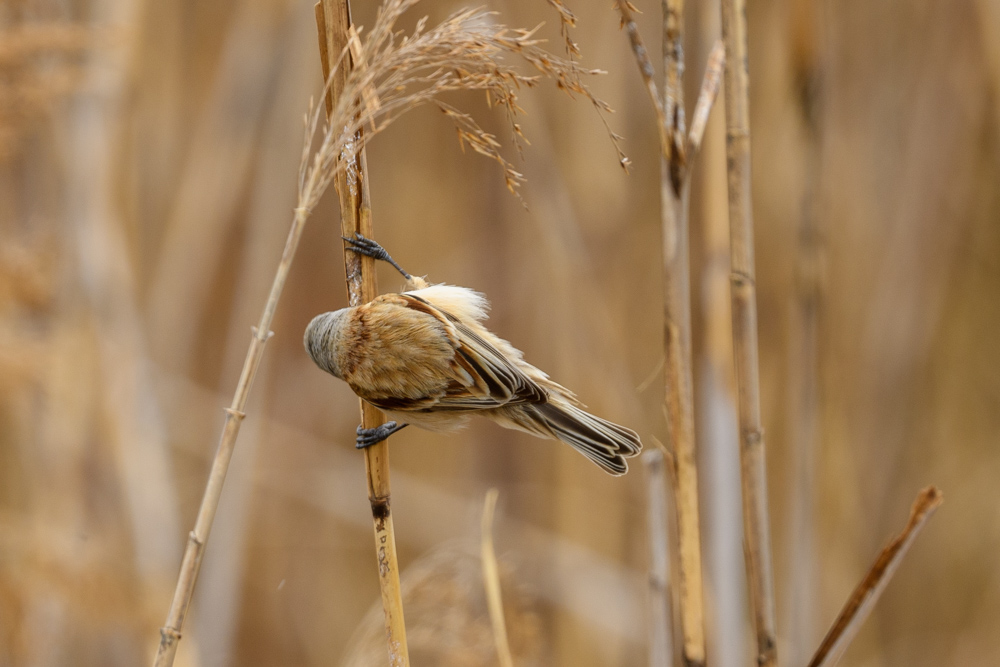 ツリスガラ European Penduline Tit