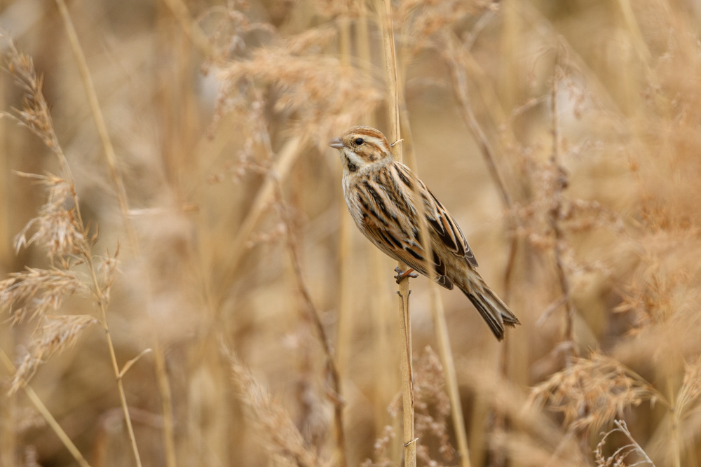 オオジュリン Common Reed Bunting