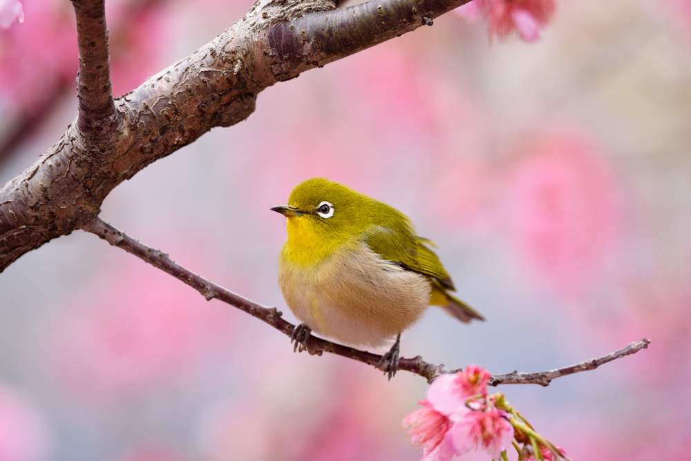 メジロ Japanese White-eye