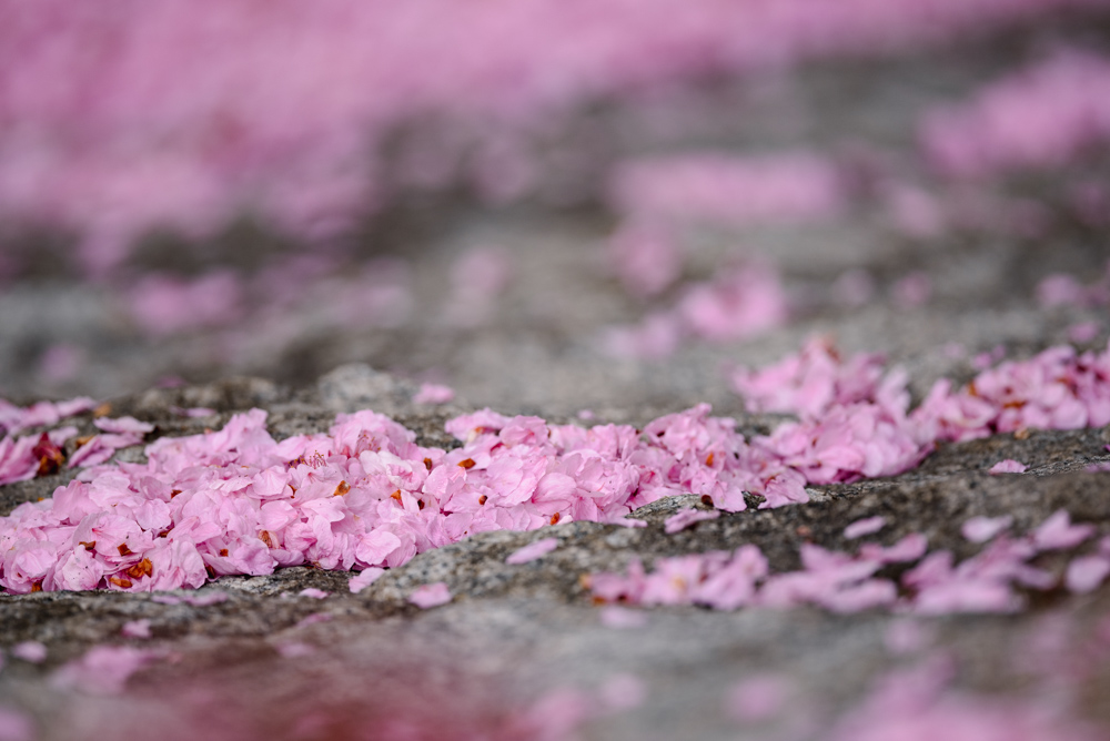 散った桜 fallen cherry blossoms