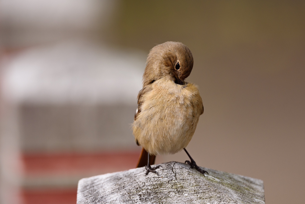 ジョウビタキ Daurian Redstart