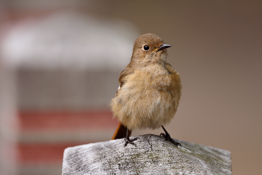 ジョウビタキ Daurian Redstart