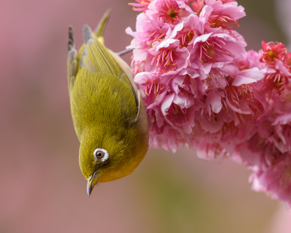 メジロ Japanese White-eye