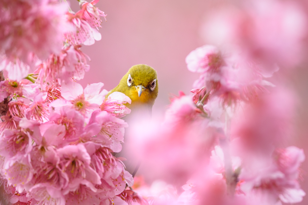 メジロ Japanese White-eye