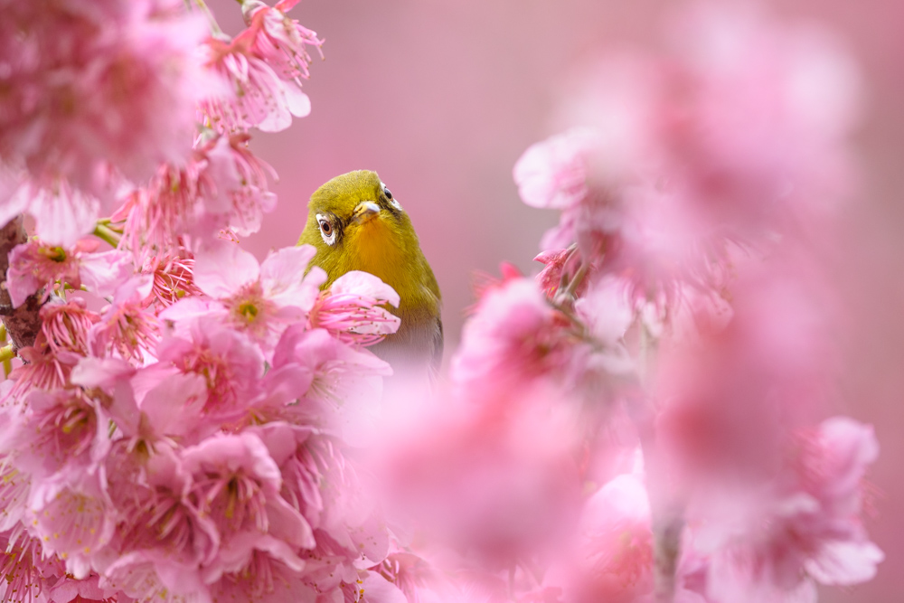 メジロ Japanese White-eye