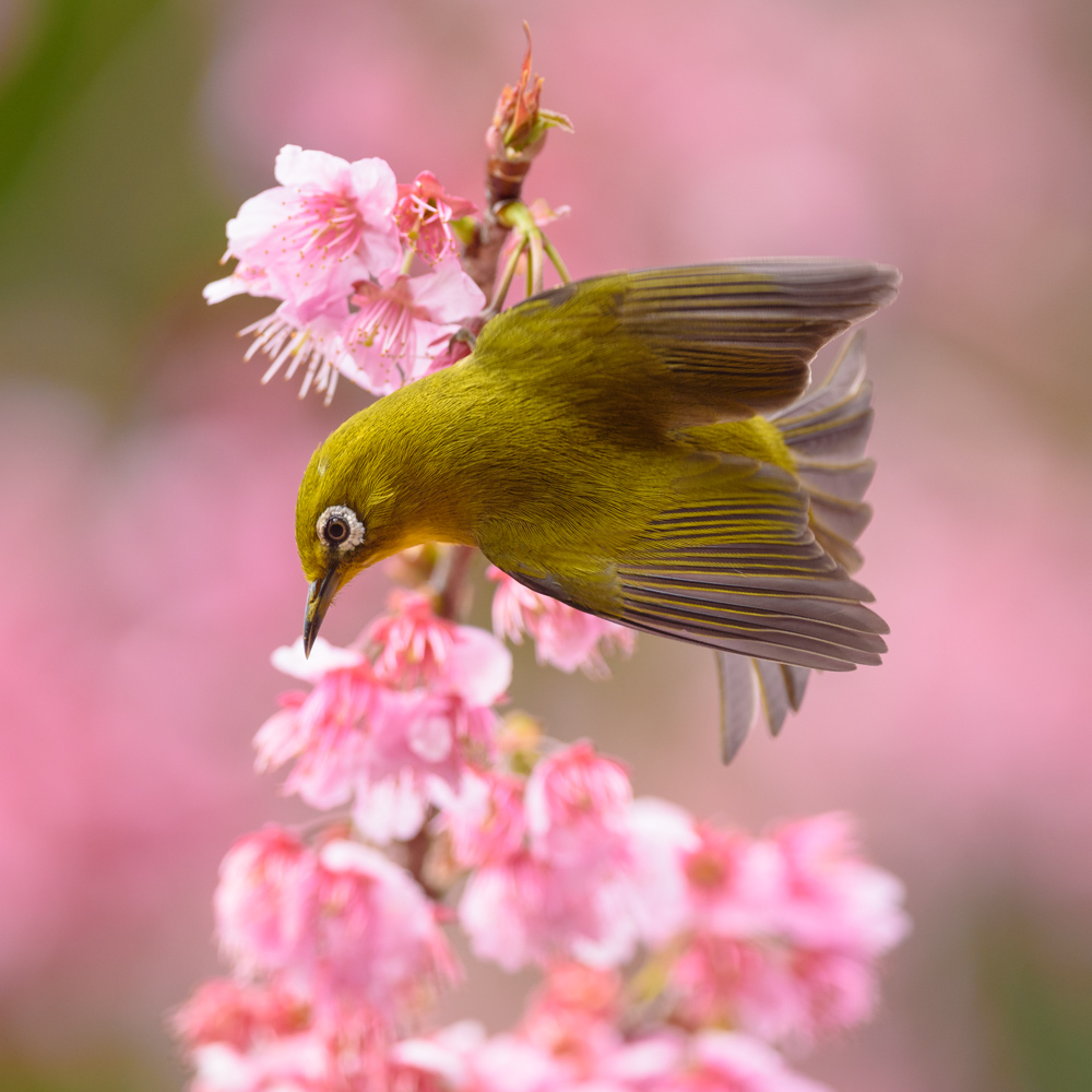 メジロ Japanese White-eye