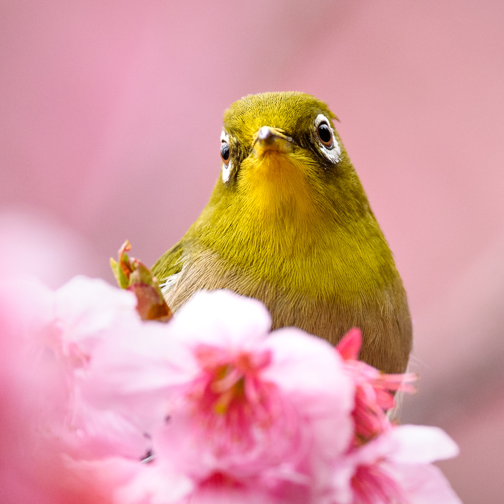 メジロ Japanese White-eye