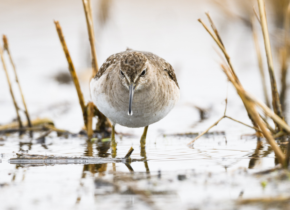 タカブシギ Wood Sandpiper