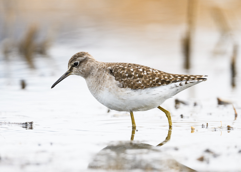 タカブシギ Wood Sandpiper