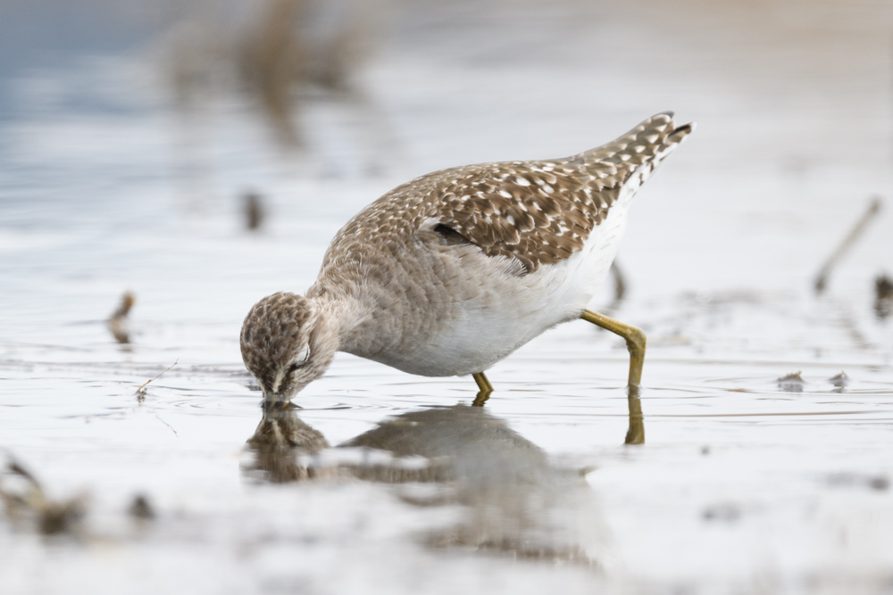 タカブシギ Wood Sandpiper