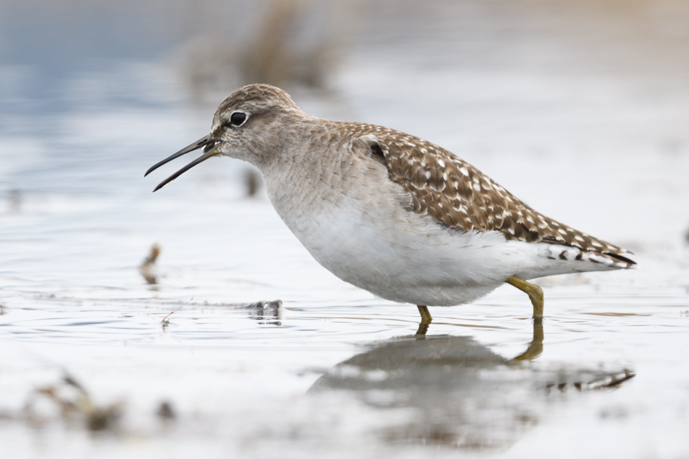 タカブシギ Wood Sandpiper