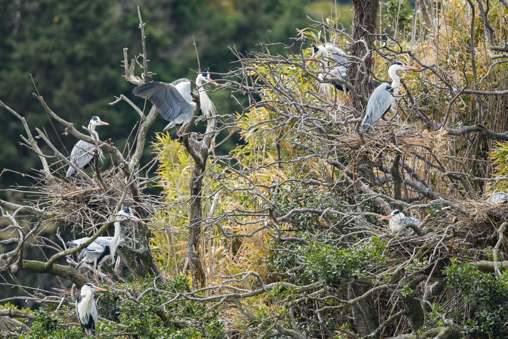 アオサギのコロニー Grey Heron colony