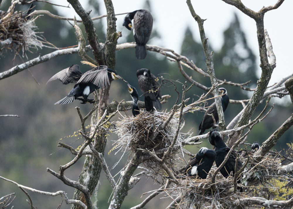 カワウのコロニー Great Cormorant colony