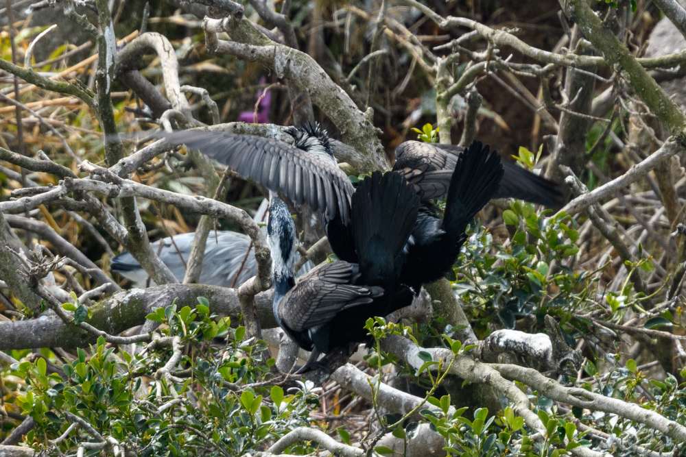 カワウのペア A pair of Great Cormorants