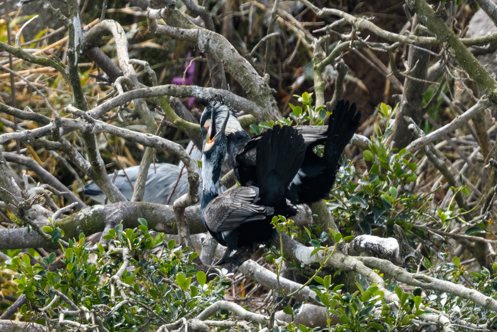 カワウのペア A pair of Great Cormorants