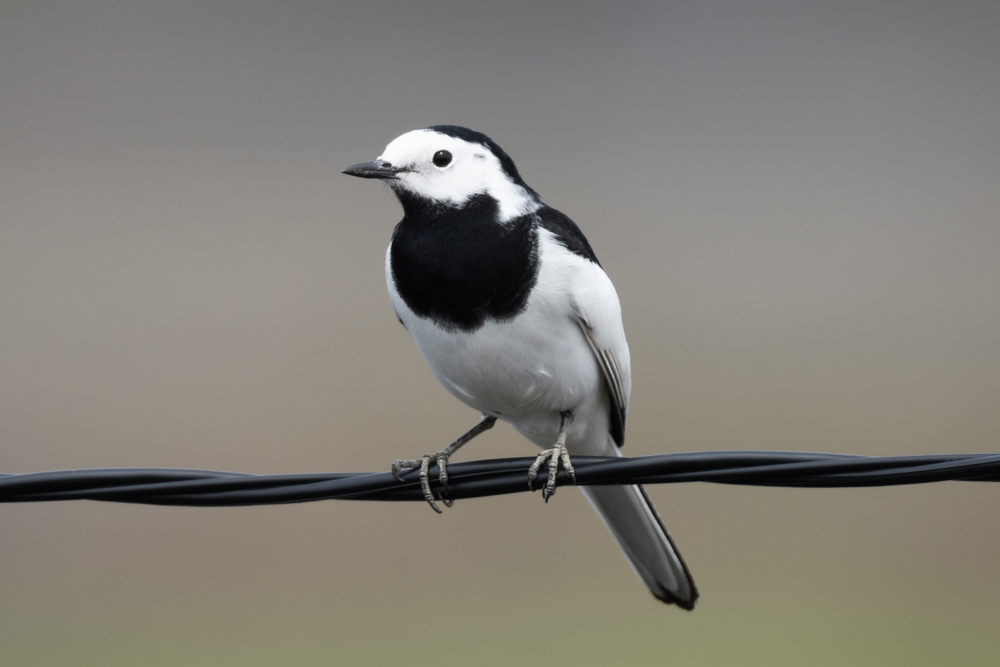 ハクセキレイ White Wagtail