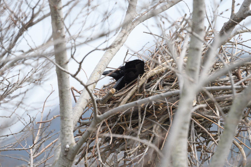 ハシボソガラス carrion crow