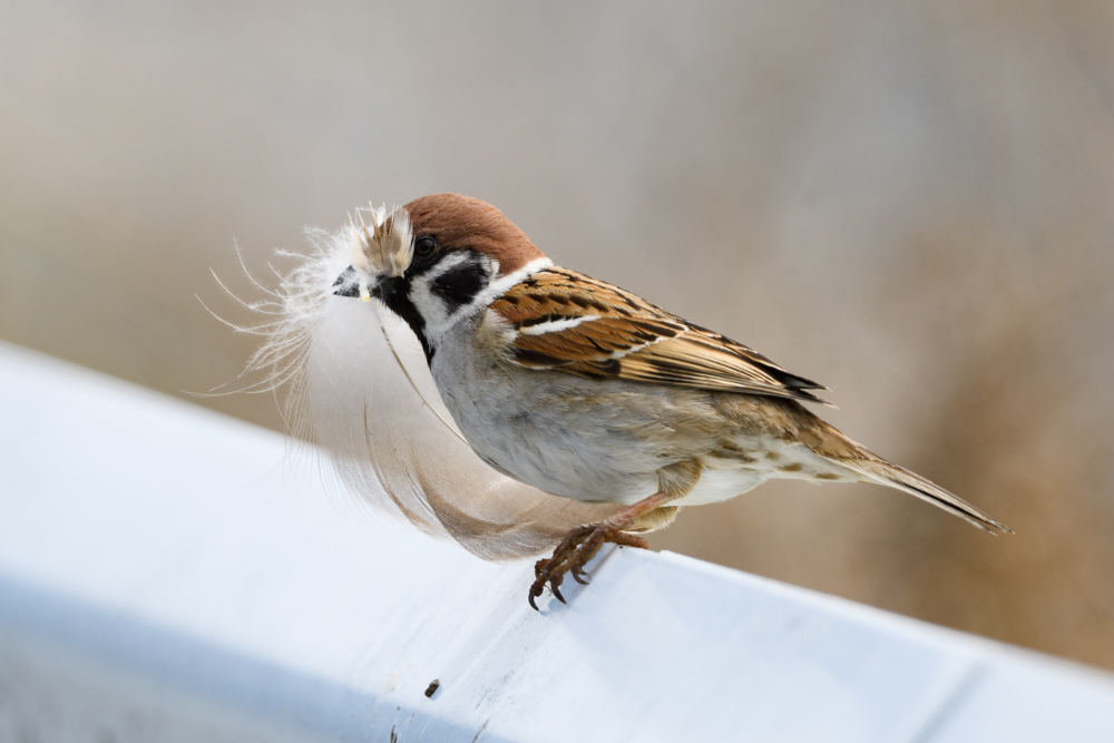 スズメ sparrow