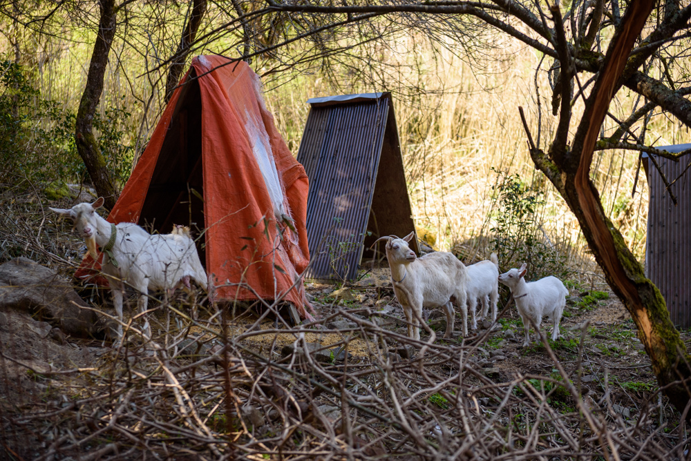 ヤギの家族 A goat family