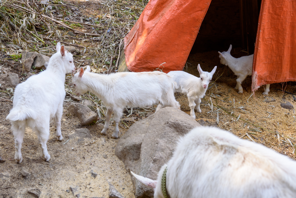 ヤギの家族 A goat family