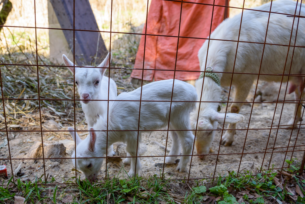 ヤギの家族 A goat family