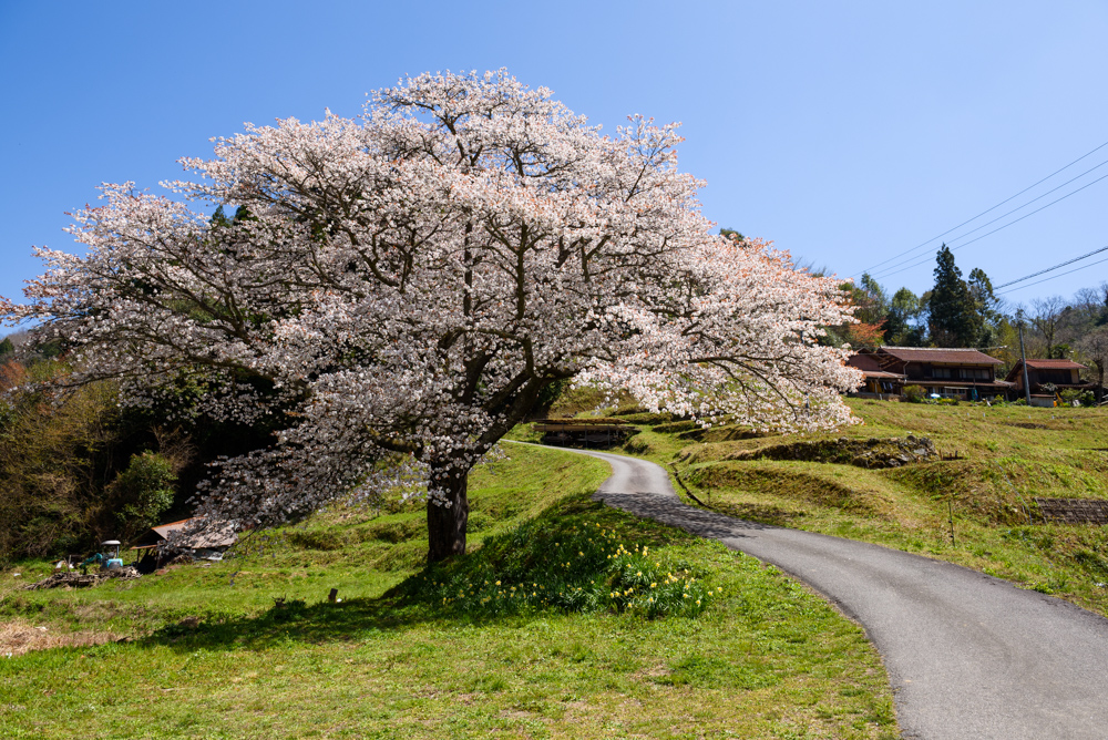 井川の一本桜 single cherry blossoms at Igawa